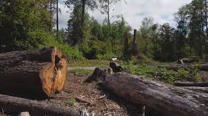 Best Firewood Processing and Delivery  in Sherwood, OH