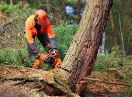 Best Tree Risk Assessment  in Sherwood, OH