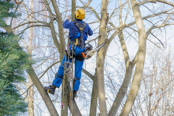 Best Leaf Removal  in Sherwood, OH