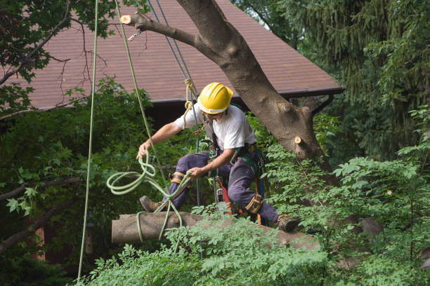 Best Arborist Consultation Services  in Sherwood, OH