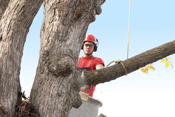 Best Fruit Tree Pruning  in Sherwood, OH